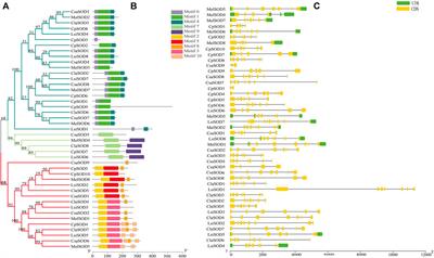 Genome-Wide Evolution and Comparative Analysis of Superoxide Dismutase Gene Family in Cucurbitaceae and Expression Analysis of Lagenaria siceraria Under Multiple Abiotic Stresses